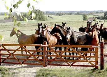 Traditional Style 5 Bar Wooden Gates